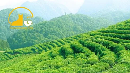 Fouramazingtea Organic EU Standard Green Tea (trace elements: selenium&zinc) Maojian/Maofeng Chinese Pu′er/Puerh Instant Tea Black/White/Oolong Tea Herbal Tea